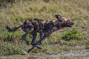 African Hunting Dog