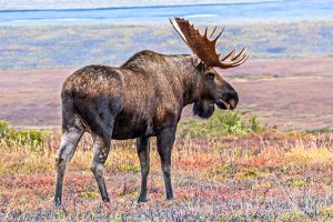 Bull Moose, Ann Leisenring