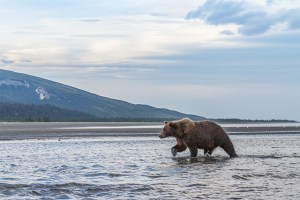 Grizzly bear fishing
