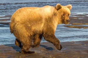 Alaska-MWT-blog-bear2
