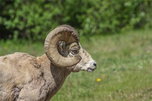 Mountain Sheep