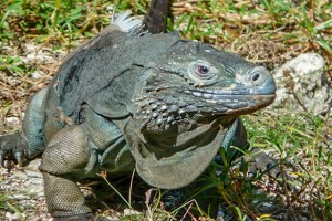 Grand Cayman Blue Iguana