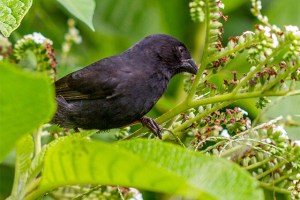 Galapagos Finch