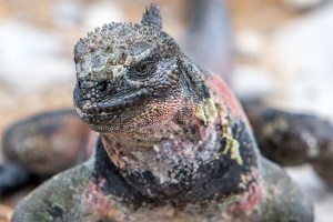 Galapagos Iguana