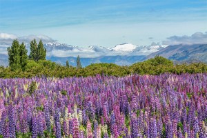 Scenic South Island Wanaka