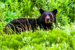 Rockies Black Bear