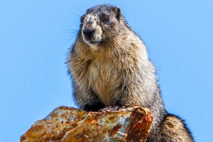 Marmot Canadian Rockies