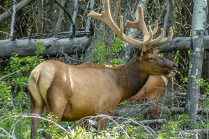 Elk near Banff