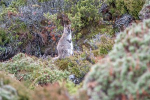 Mountain Wallaby