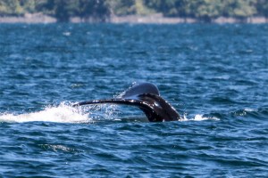 Humpback Whale
