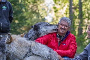 Wolves Anchorage Zoological Park