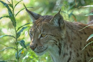 Lynx-Norway-PWP-blog