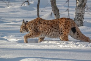 Lynx-winter-Norway-PWP-blog