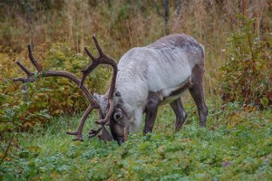 Reindeer-Norway-blog