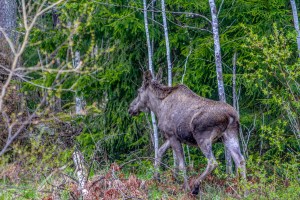 Sweden-moose