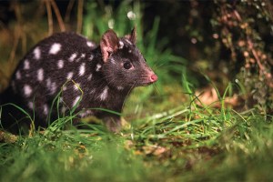 Tourism Australia - Quoll