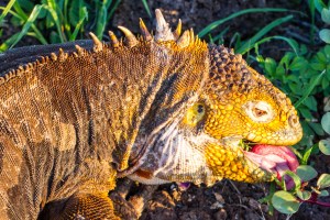 BLOGGalpagos-land-iguana-tongue-feeding