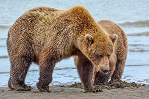 Alaska-bear-blog2