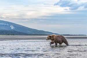 alaska-bear-fishing-blog