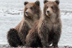 Alaska-grizzly-cubs-blog_