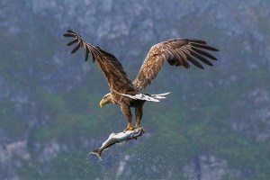 Sea Eagle with fish
